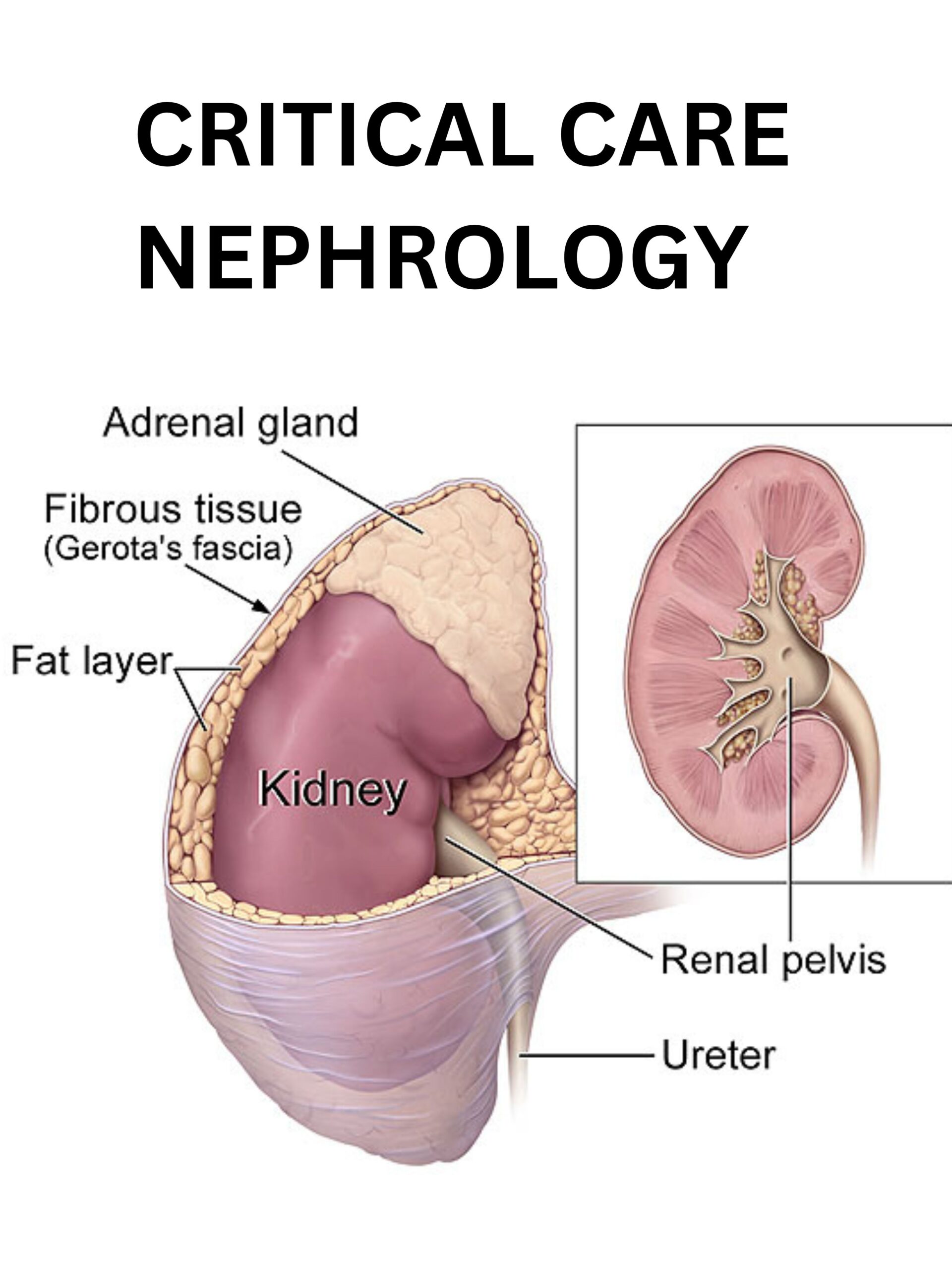 Renal transplant physician